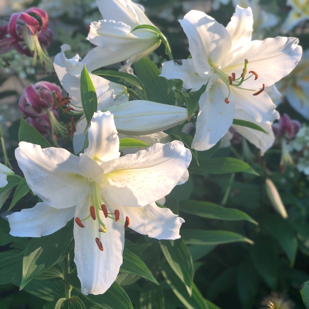 Meet your Posher, Amy